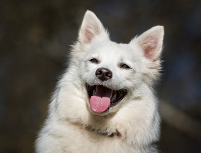 萨摩耶德犬户外性质