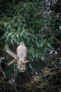野生松雀鹰抓到坐在树的树枝上