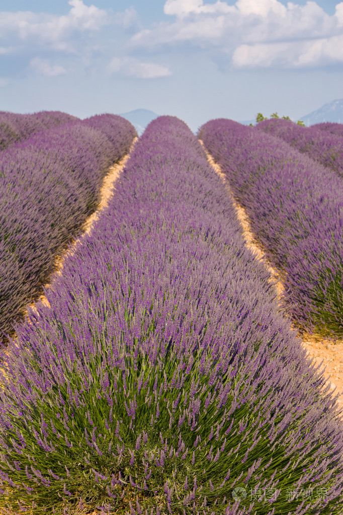普罗旺斯一朵朵紫色的薰衣草花田在valensole法国