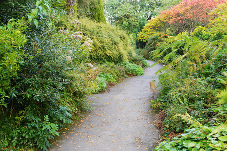 宁静的绿色花园中的路径