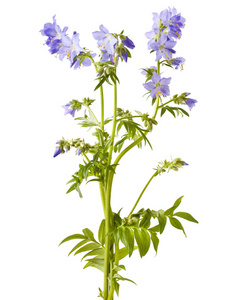 花札图片 花札素材 花札插画 摄图新视界