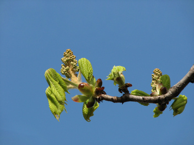 春天的柳絮从树图片