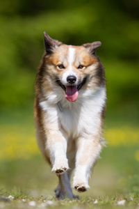 冰岛牧羊犬在户外