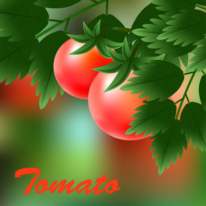 生长在绿色树枝上的红色多汁成熟番茄。 向量