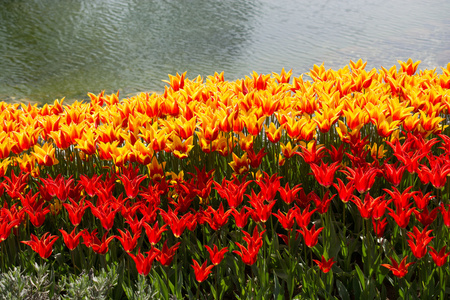 春天自然中的各种颜色的郁金香