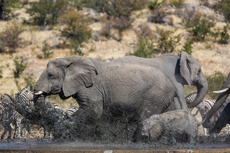 动物在纳米比亚的埃托沙国家公园