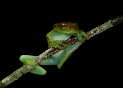 青蛙热带爬行动物 amasonia 丛林动物
