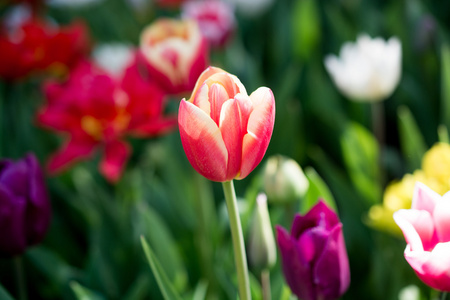 春天自然中的各种颜色的郁金香