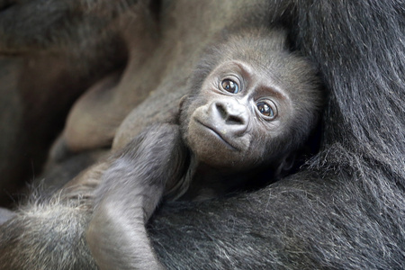 大猩猩宝宝在妈妈的手