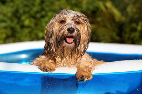 快乐的犬种去年成为狗是在充气泳池
