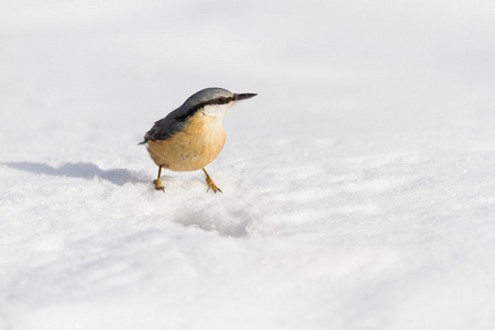 nuthatch鸟欧洲卫星