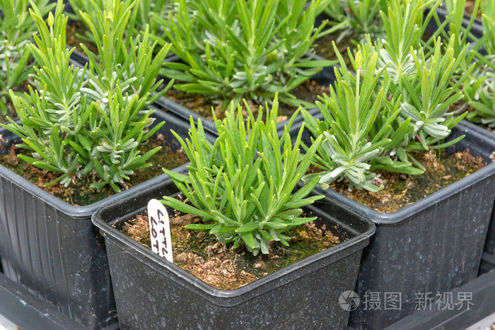 小薰衣草幼苗在花盆里照片-正版商用图片1nlyyt-摄图新视界