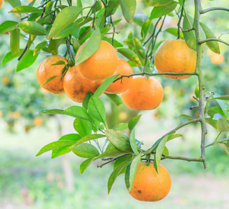 与成熟的橘子橙树