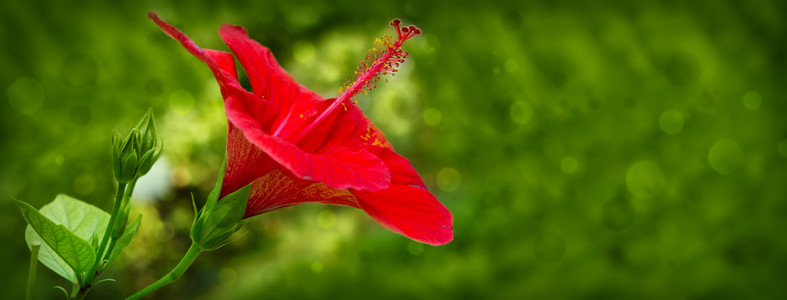 红芙蓉花隔离