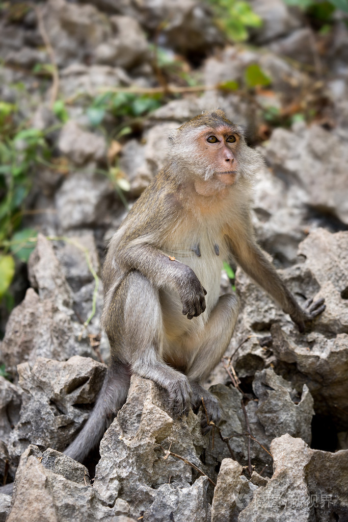 坐在一块石头上的猴子