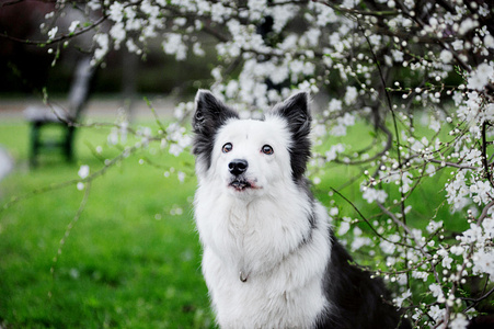 边境牧羊犬在春天