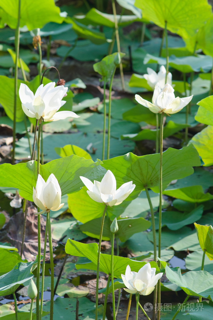 许多白色的莲花和绿叶在河里