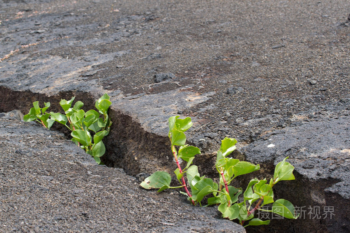 植物在石头上发芽在沙漠中发芽