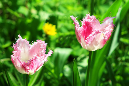 粉色郁金香春天的花园里