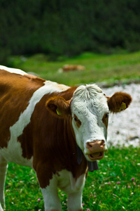 一头牛在绿白云山上放牧