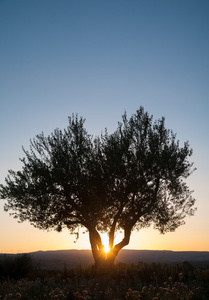 孤独的橄榄树