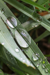 绿草与雨滴眼液