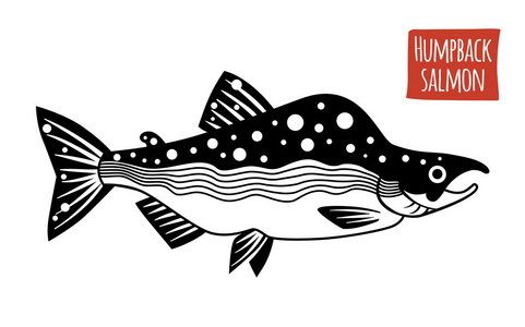 驼背大马哈鱼,矢量卡通插画照片