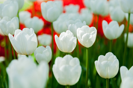 郁金香花圃，郁金香花开成不同的形状