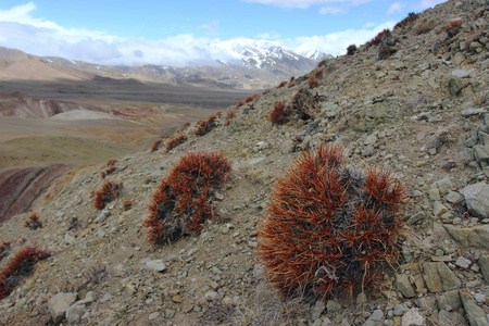 仙人掌植物山景观。阿尔泰山。Tchagan