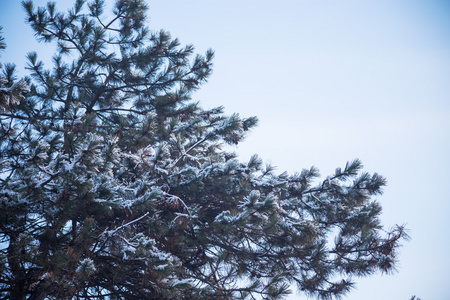 霜的松树枝在白天