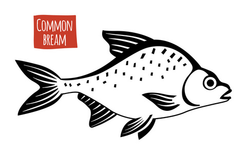 鳊鱼插画-鳊鱼手绘-鳊鱼卡通图-摄图新视界