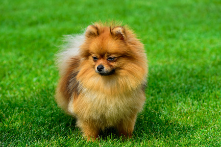 小型博美犬施皮茨站在绿色的田野上