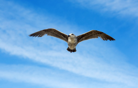 海上自由飞翔的鸟儿图片