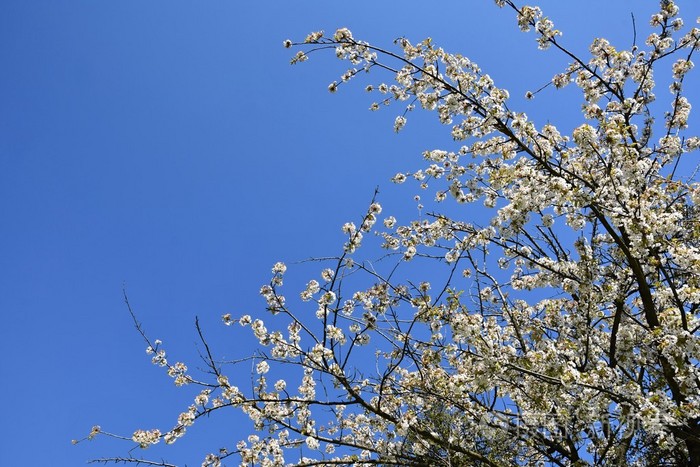 美丽盛开的果树树枝。美丽的开花树。白色和粉红色的花朵, 阳光明媚, 蓝天灿烂。春天的季节自然模糊背景