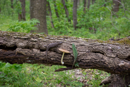 大自然中的蜥蜴坐在树上