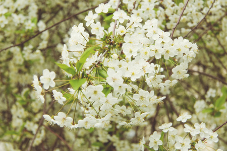 樱花白樱桃花