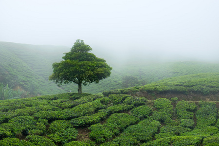 马来西亚金马伦高原茶园树