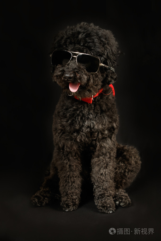 带着太阳眼镜黑色贵宾犬