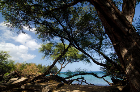 普阿科海滩的 Heliotropes 和铁木树