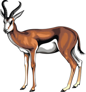 年轻羚羊图片-年轻羚羊素材-年轻羚羊插画-摄图新视界