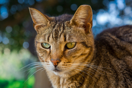 国内的大花猫