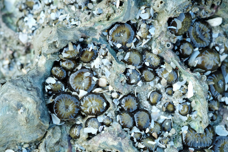 退潮时在岩石上的海葵