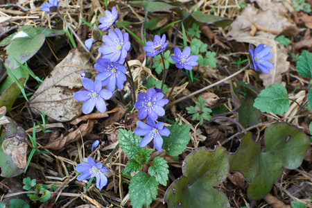 在早春融化的积雪中生长的白色雪莲植物.花儿还在关上, 雪开始融化.