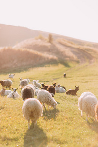 在美丽的山草甸群羊