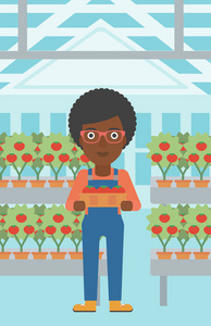 农民收集西红柿