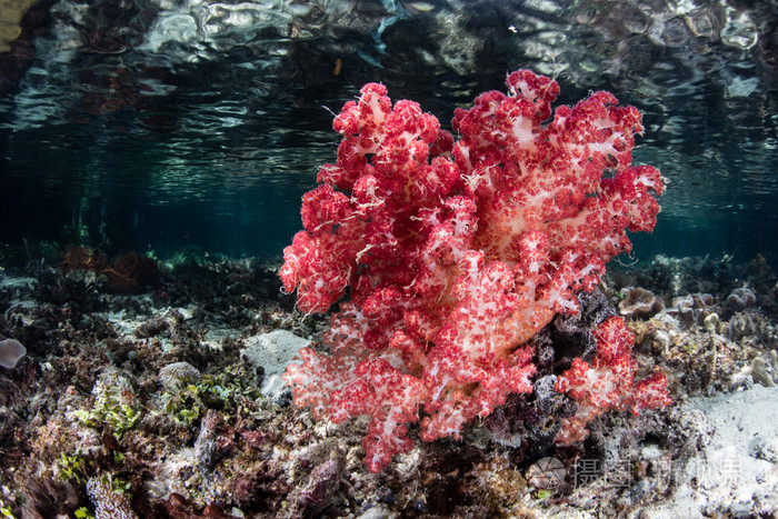 在浅水中的红色软珊瑚