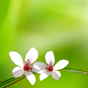 桐花素材图片 桐花图片素材下载 摄图新视界