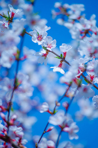 春天樱花盛开