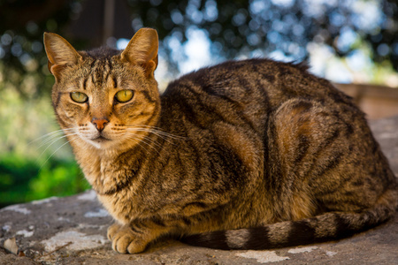 国内的大花猫图片