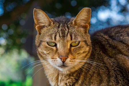 国内的大花猫